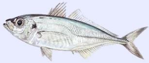 Photos divers poissons 001