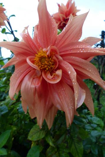 Dahlias :