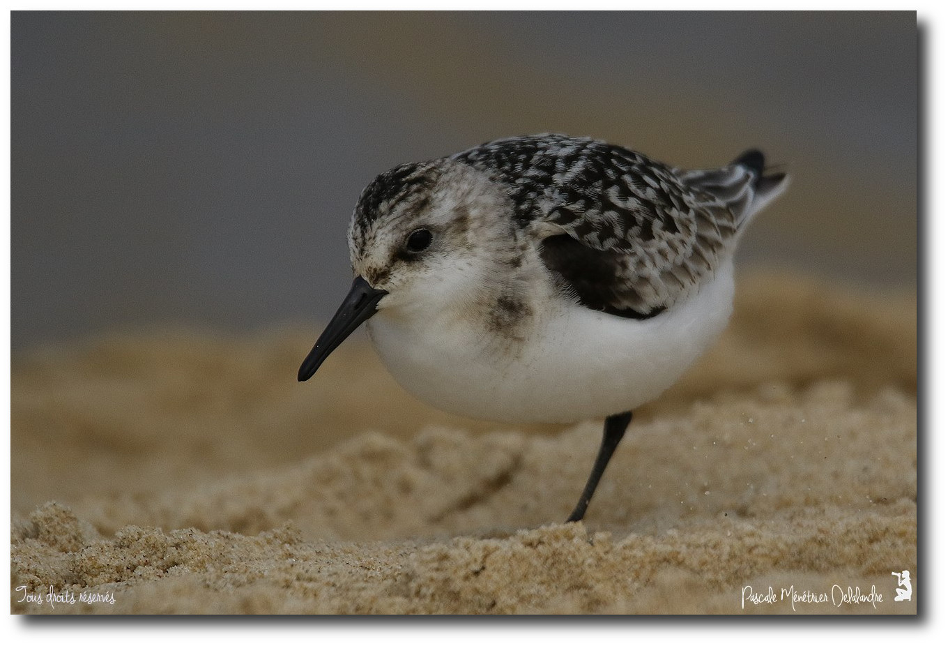 Bécasseau sanderling juvénile