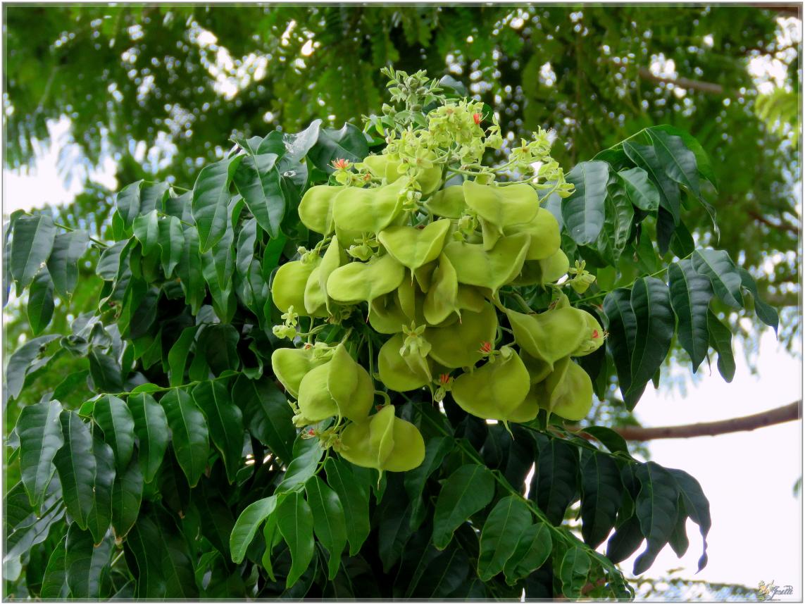 FLEURS  VENUS  D'AILLEURS 