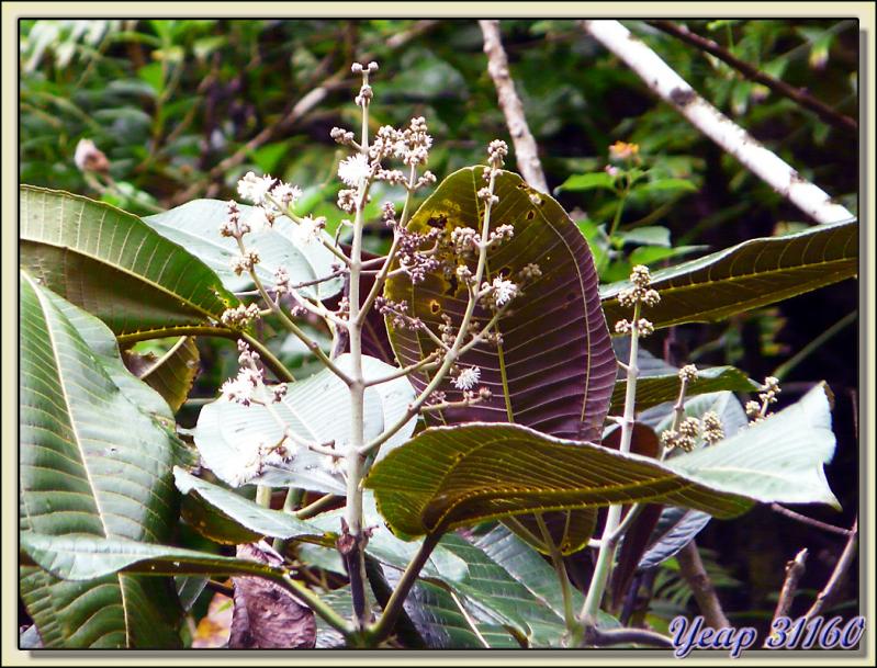 Miconia (Miconia calvescens) - Vallée de Papenoo - Tahiti - Polynésie française