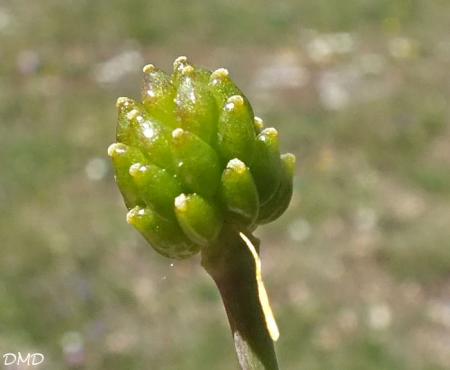 Ranunculus gramineus  -  renoncule à feuilles de graminée