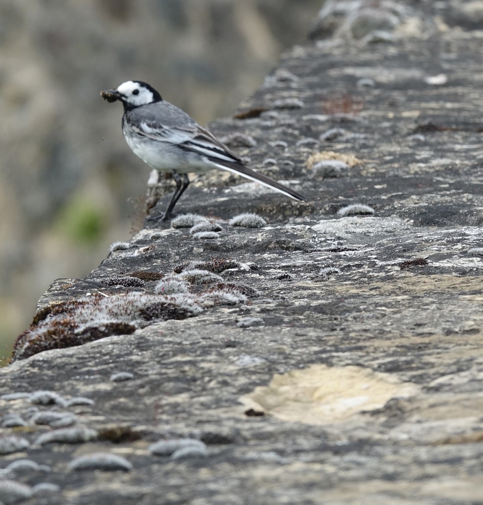 Le château d'Estaing...