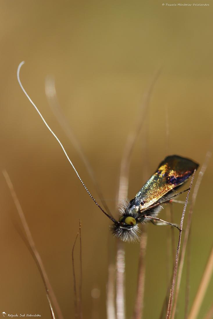 Nemophora fasciella  ♀