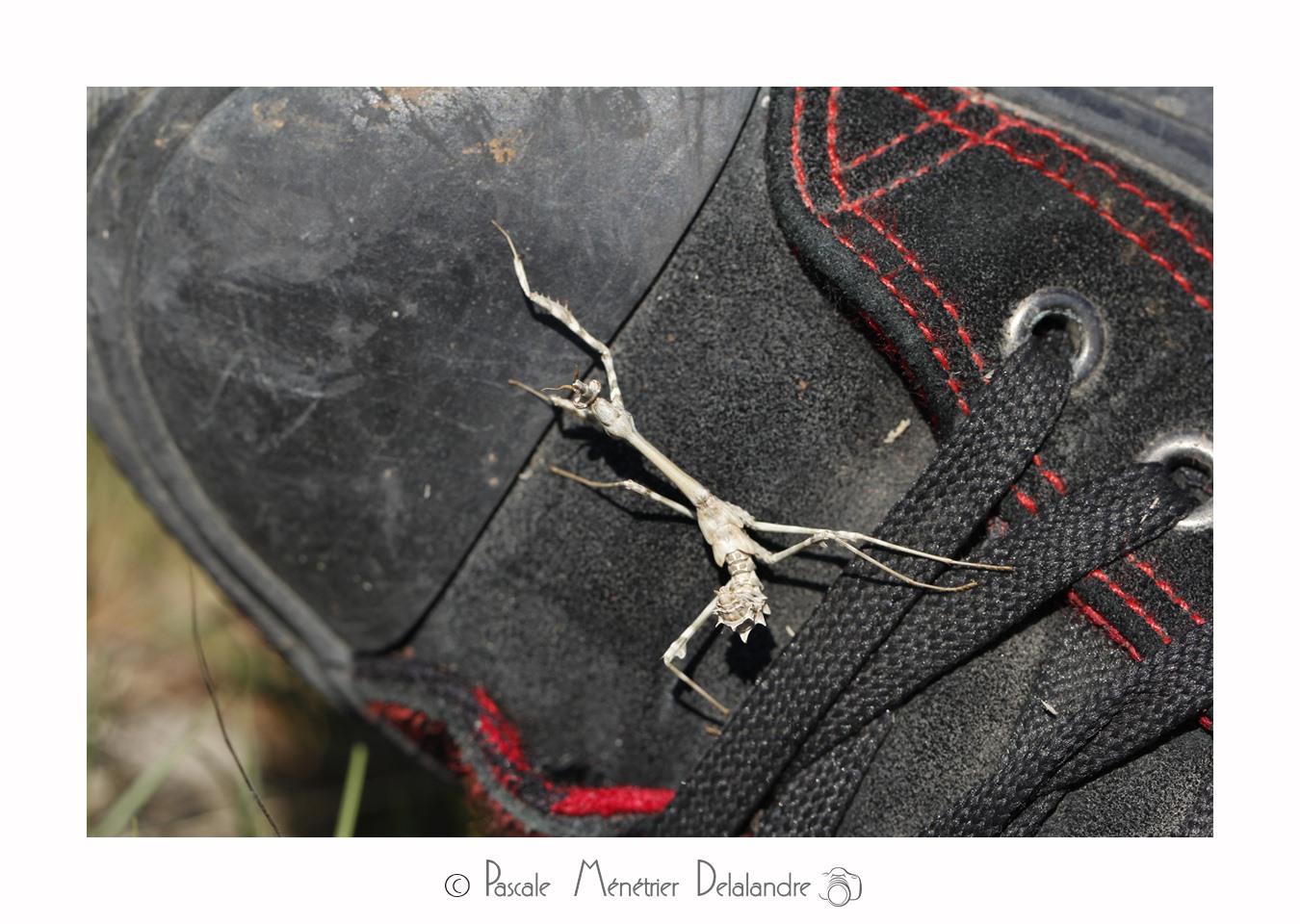 Diablotin (Empuse commune immature - Empusa pennata.)