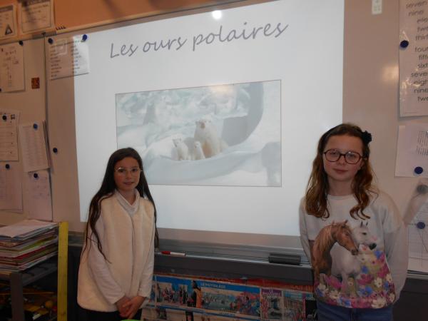 Exposé sur l'ours polaire