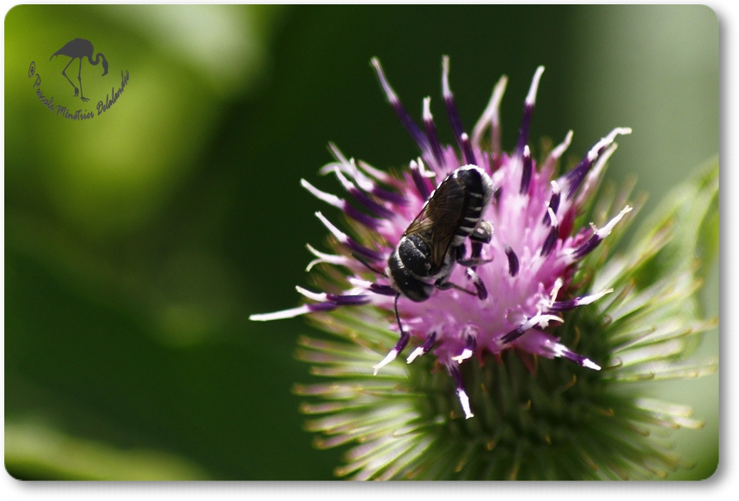 Megachile-apicalis ?