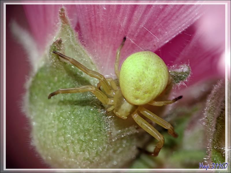 J'ai retrouvé l'Araignée crabe Thomise variable jaune ! (Misumena vatia) - Lartigau - Milhas - 31