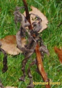 La Page de Nathalie Hayes