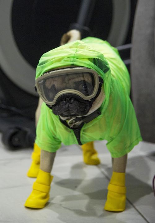 Harley, le chien qui soulage le stress des médecins