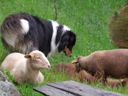 Moutons