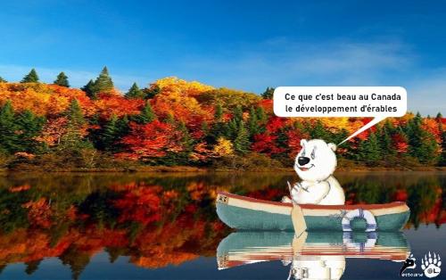 Les aventures des banquisards 