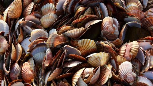 ╰⊱♥⊱╮ღ꧁  La Bretagne  22  ꧂ღ╭⊱♥≺