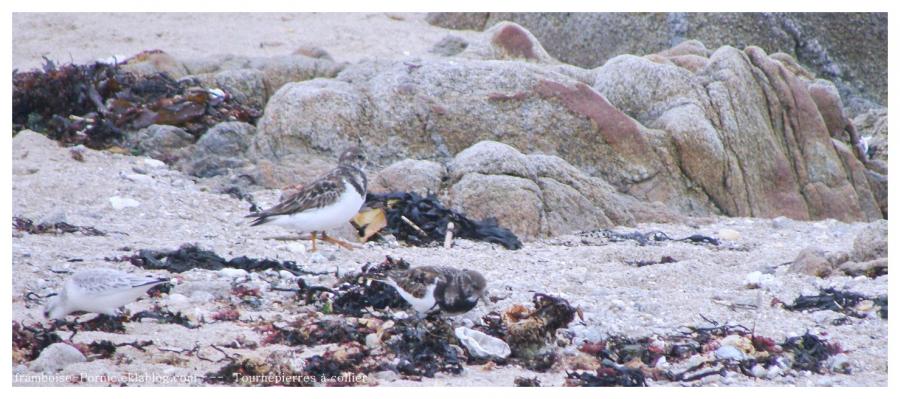 Le tournepierre à collier au Croisic 
