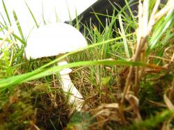 Le cornu lutin comtois