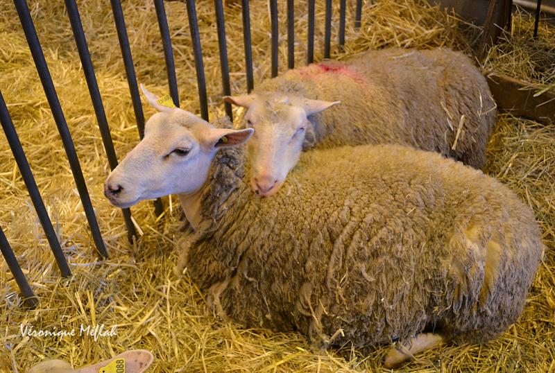 Salon International de l'Agriculture : Le mouton Boulonnais 