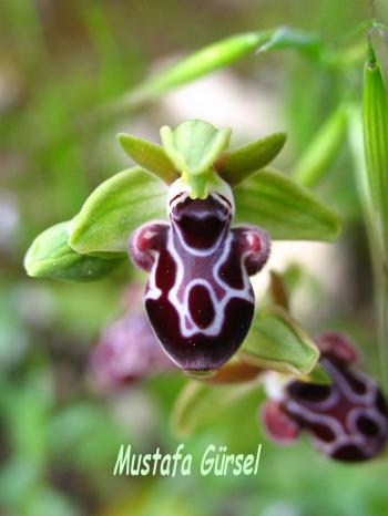 (endemic to cyprus)  ophrys kotschyi -kibris ari orkidesi- kotschy's bee-orchid   (17)