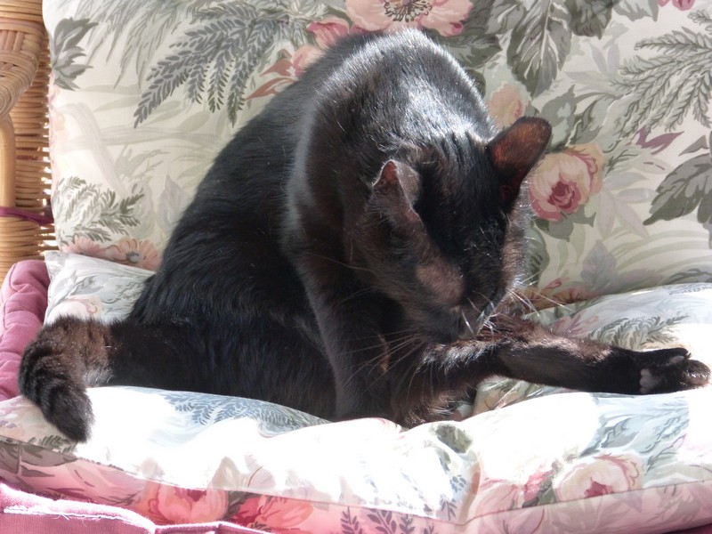 Hier les canards, aujourd'hui ...