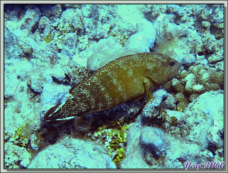 Plongée bouteille Passe de Tiputa : Mérou - Rangiroa - Tuamotu - Polynésie française