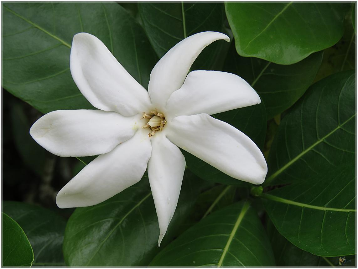 FLEURS  VENUS  D'AILLEURS 