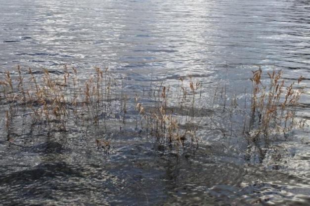 Au lac du Drennec (11)