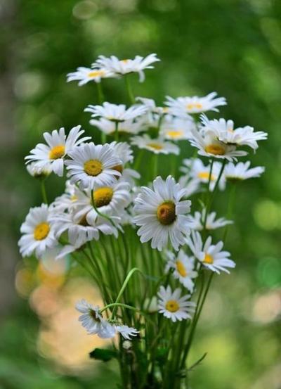 Bouquets marguerites(2)