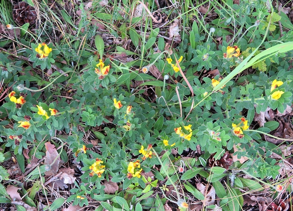 Les orchidées sauvages du Châtillonnais ont fleuri en grand nombre pendant ce printemps 2024