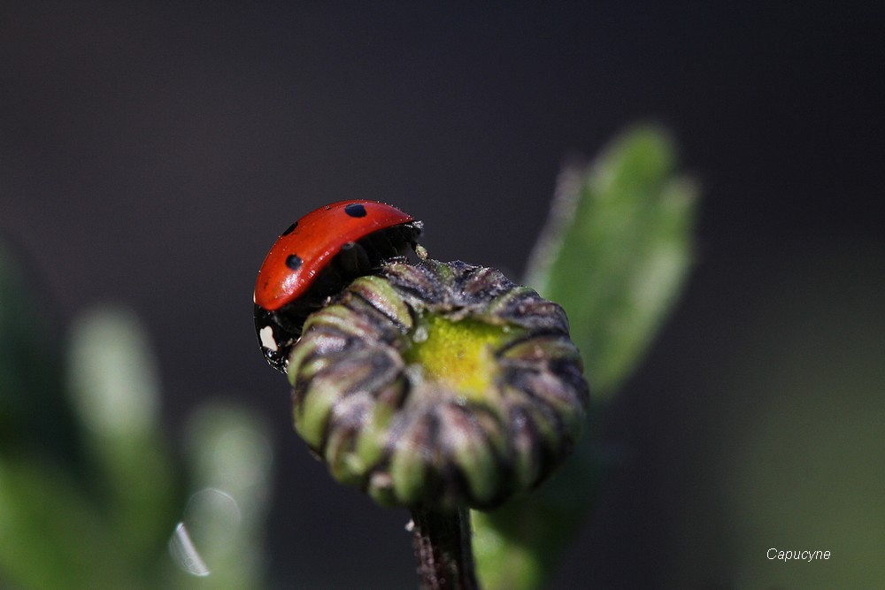 Sortie coccinelle