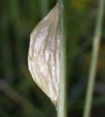 Quelques Papillons... (autres familles)