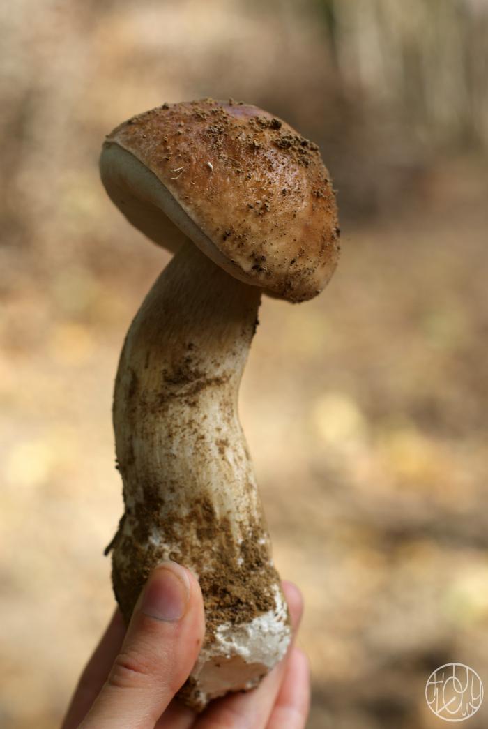 Cueillette de champignons...