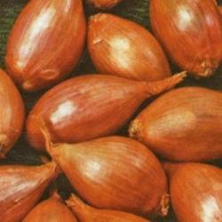 Recette de grand-mère … !!!