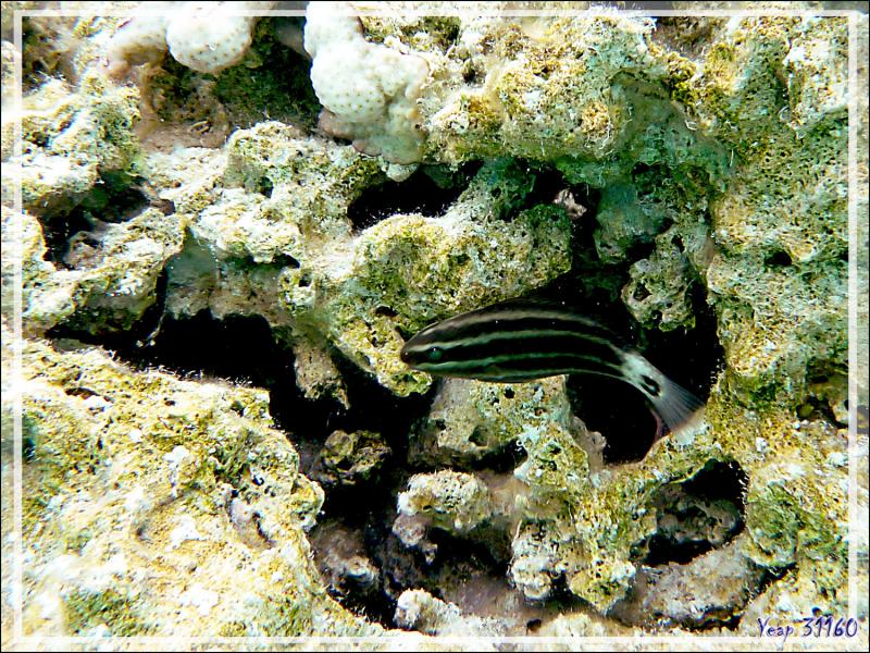 Peut-être juvénile de poisson-perroquet brûlé (Chlorurus sordidus) - Lagon bleu - Atoll de Fakarava - Tuamotu - Polynésie française