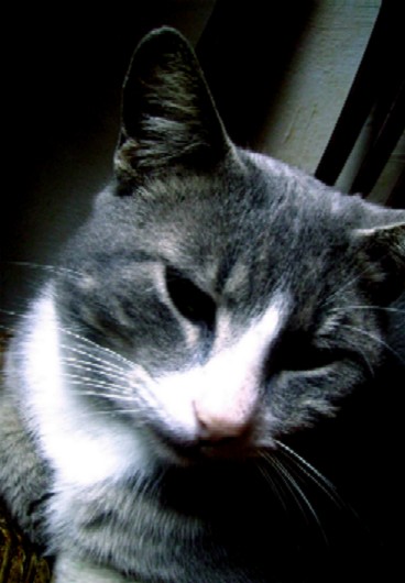 Toto tu es un beau chat.