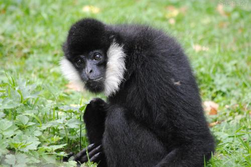 (2) Le mâle gibbon à favoris blancs.