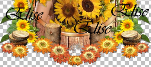 Soleils d'automne