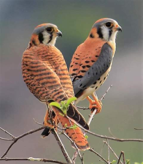 OISEAUX 61