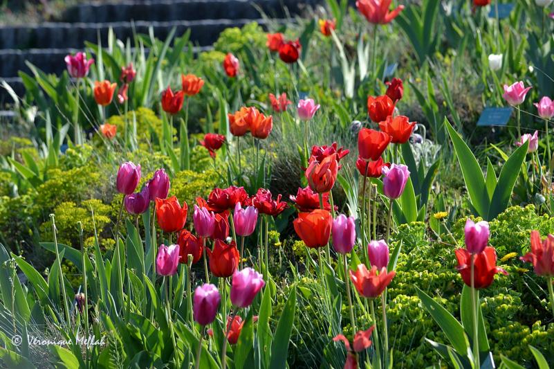 Parc Floral de Paris : des tulipes de toutes les couleurs