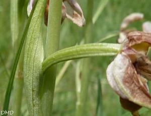 Ophrys scolopax - ophrys bécasse