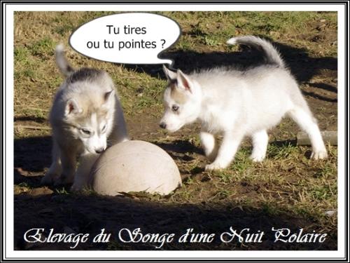 Photo Husky 9