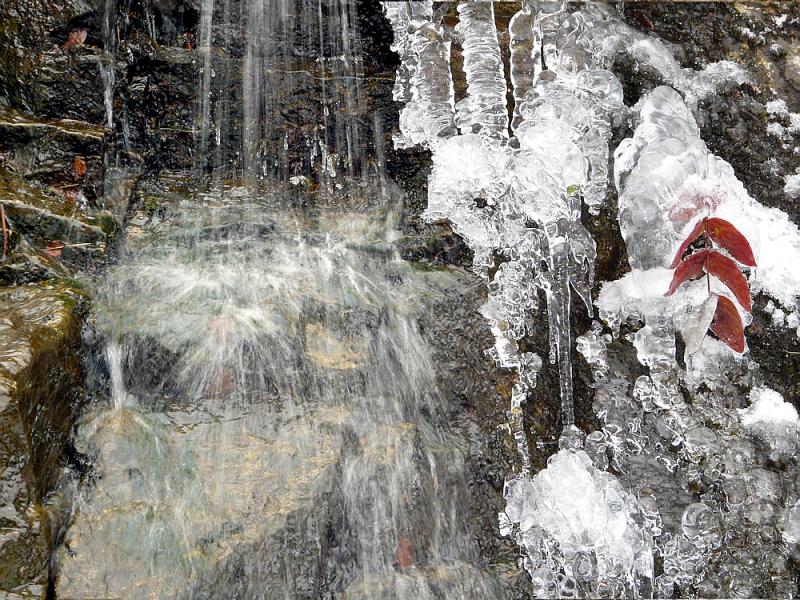 Feuille de millepertuis gainée de glace - La Oursatère - Milhas - 31