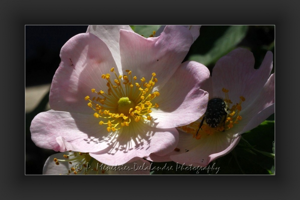 Fleurs d'églantier...