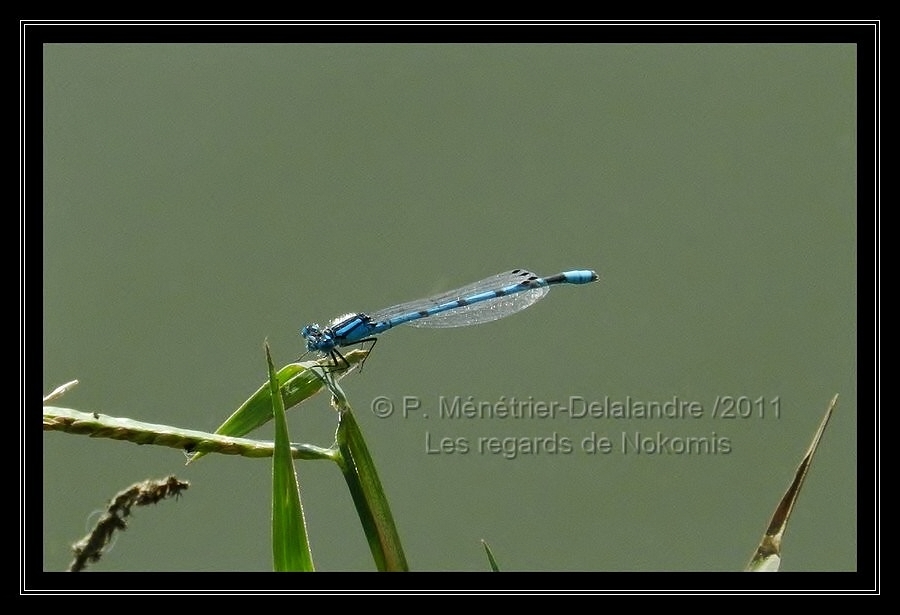 Agrion porte coupe mâle...