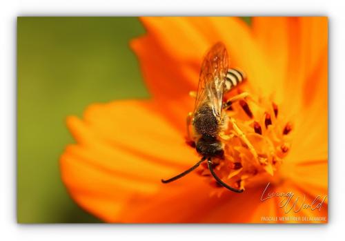 Halictus quadricinctus