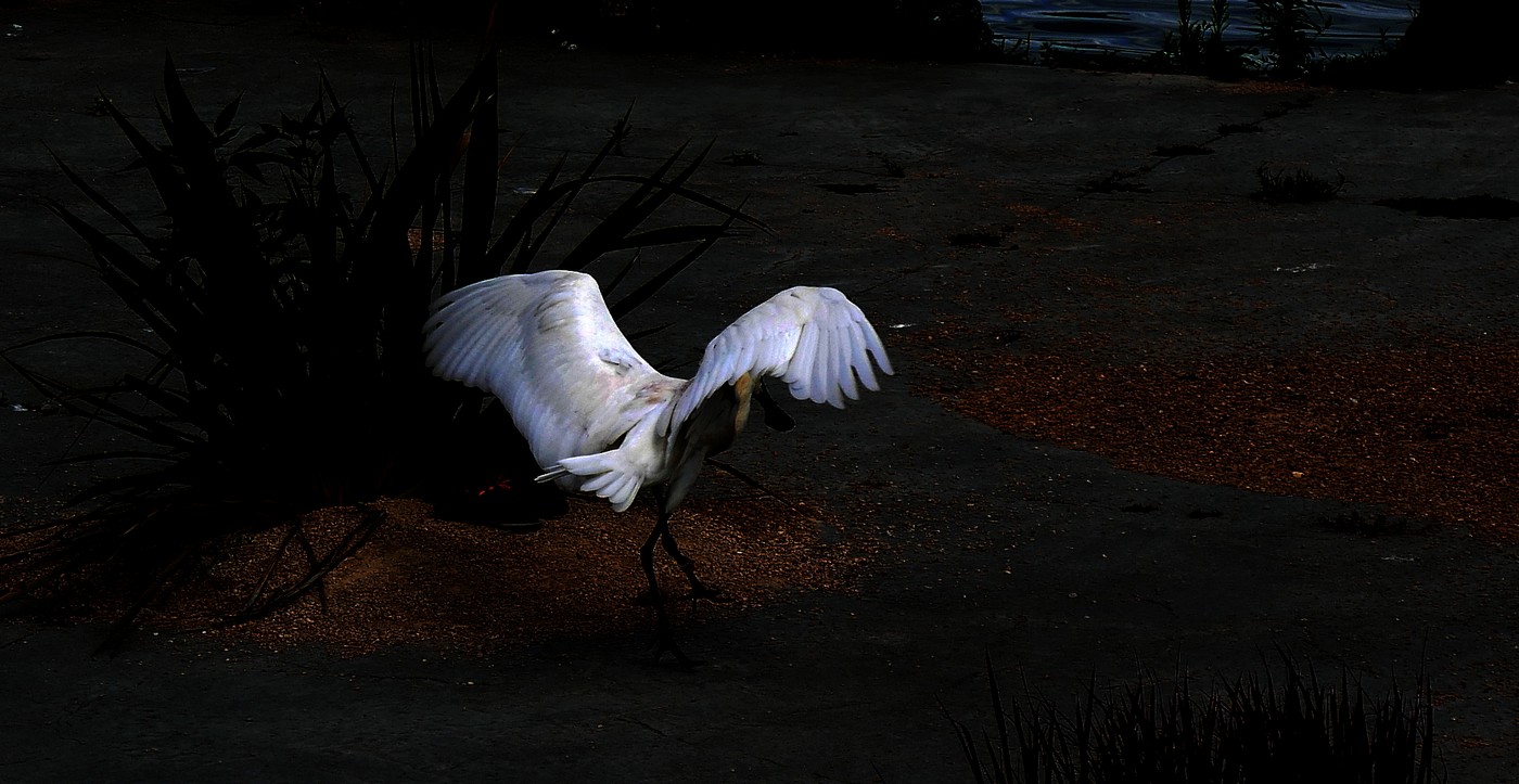 Au parc des oiseaux 2