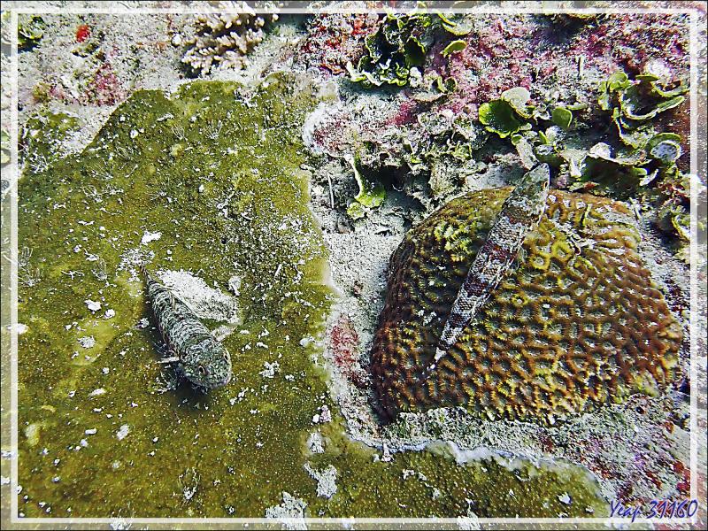 Poisson-lézard à ligne bleu, Anoli de sable, Clearfin lizardfish (Synodus dermatogenys) - Bank des Frères - Tsarabanjina - Mitsio - Madagascar