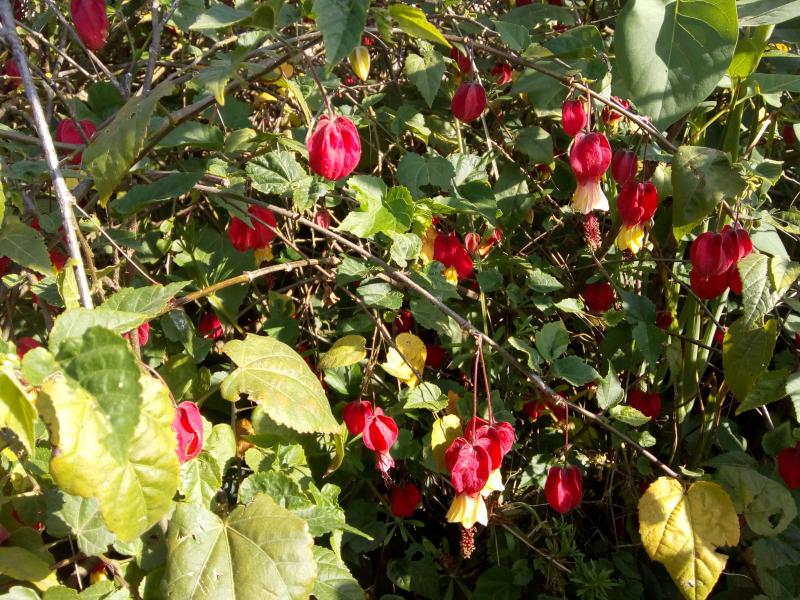 mon abutilon dans mon jardin
