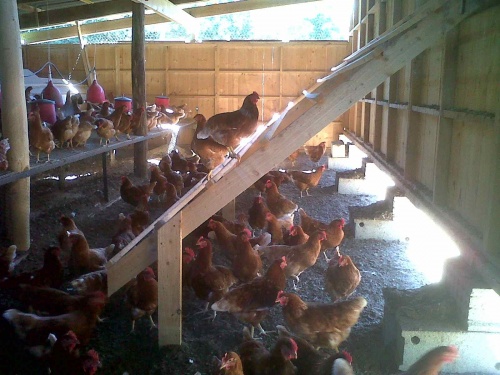 Les oeufs, on y est !