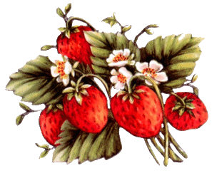 retour avec la fraise