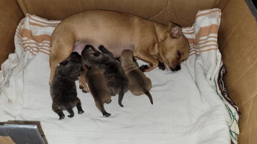 Bébés Chiots
