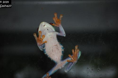 Grenouille aux Yeux Rouges